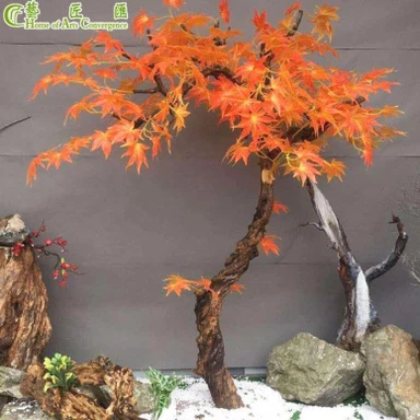 HAC Cov Ntoo Ua Si Silk Maple Tsob Ntoo
